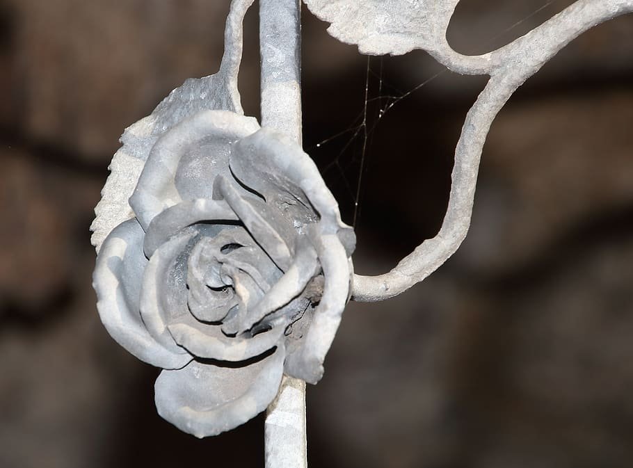 close up flower rose iron goal iron gate